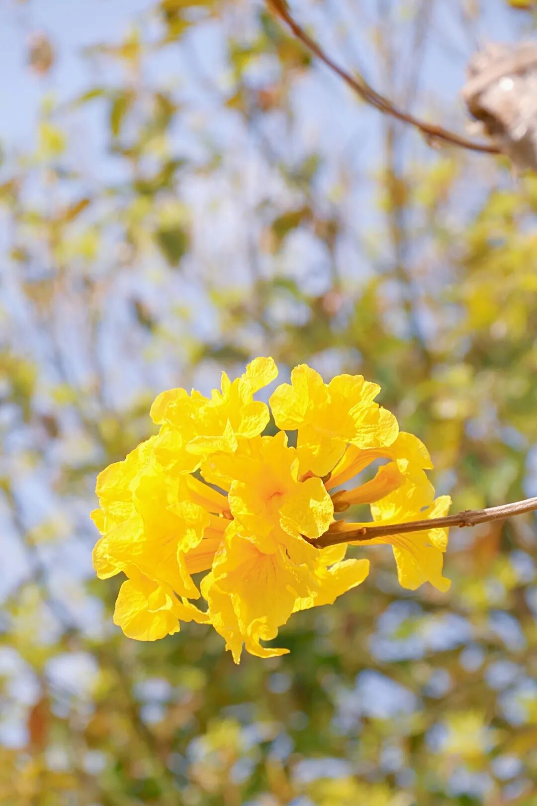 风轻云淡,黄风铃花开~_蒙自网-蒙自市综合性新闻门户网站