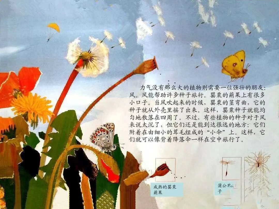 阳光石幼绘本推荐社会自然类绘本推荐一粒种子的旅行如东县丰利镇石屏