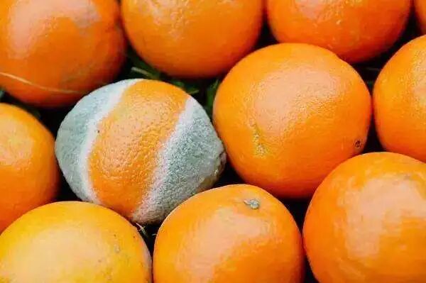 水果坏了,你是吃还是扔?_医学界-助力医生临床决策和职业成长