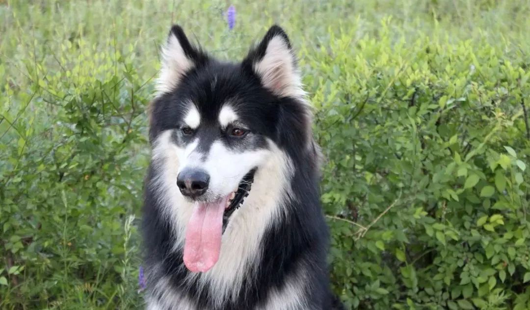 是最古老的极地雪橇犬之一,它的名字取自爱斯基摩人的伊努伊特族的一