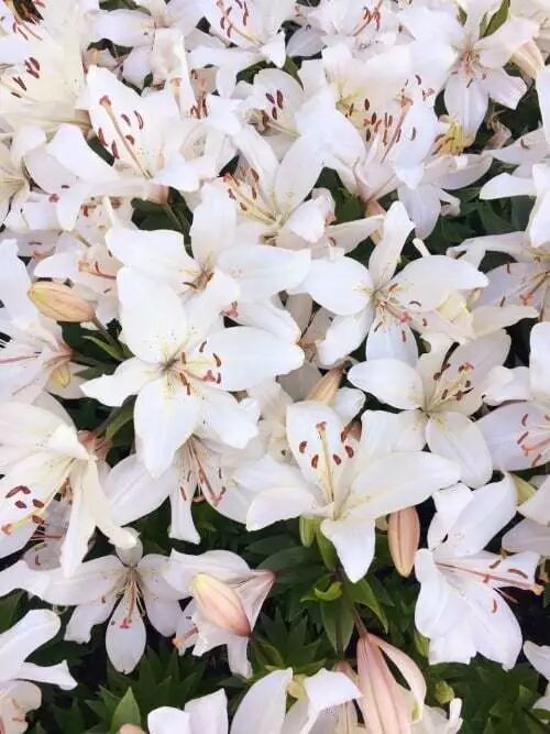 叮 今日份儿的爆款花材指南请查收 花里花艺在线 微信公众号文章阅读 Wemp