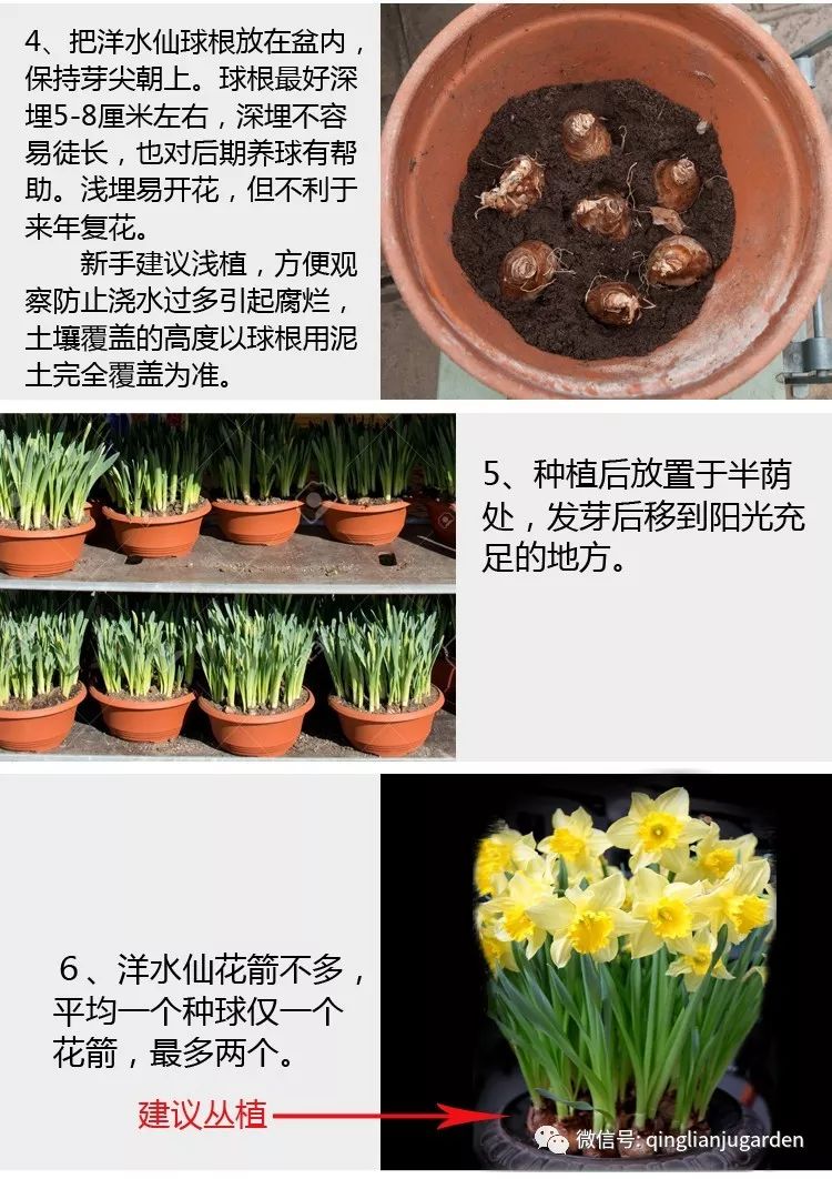 技术贴 洋水仙盆栽 地栽 水培的种植方法 园林机械工具厂