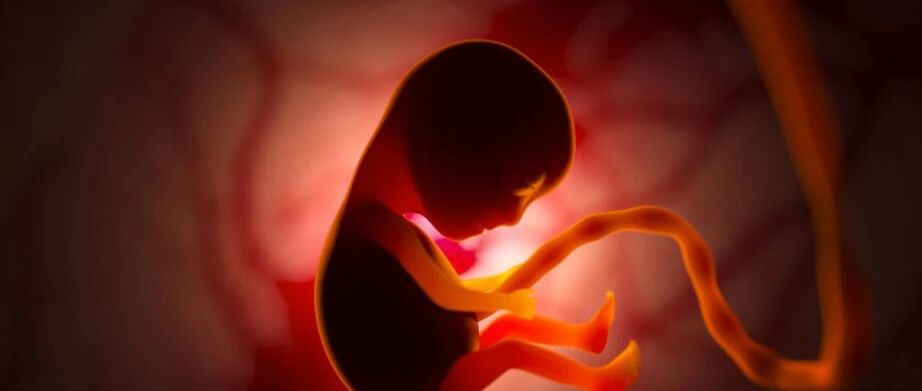 原来“宫斗戏”早已上演...剑桥科学家：“两性之争”始于子宫