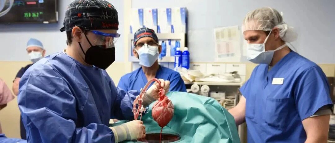 换“猪心”9天, 美国57岁男子能下地走路了!