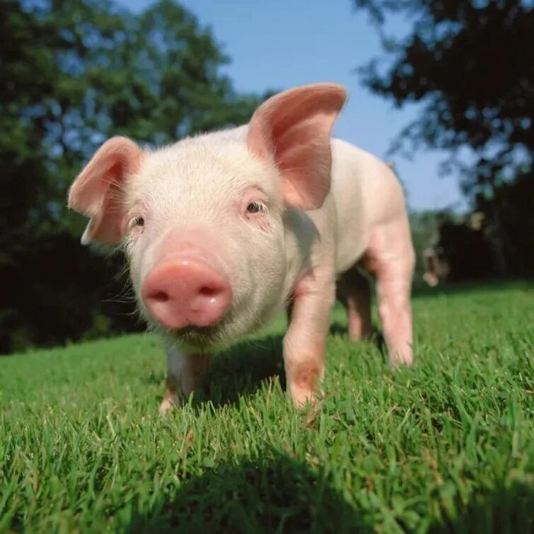 世界首例猪心脏移植患者去世，中国首例猪器官移植人体实验预计在今年开展