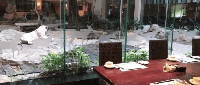 吓尿了！酒店房间设计成“虎景房”，隔着玻璃看老虎走来走去！网友：这就是虎视眈眈房？