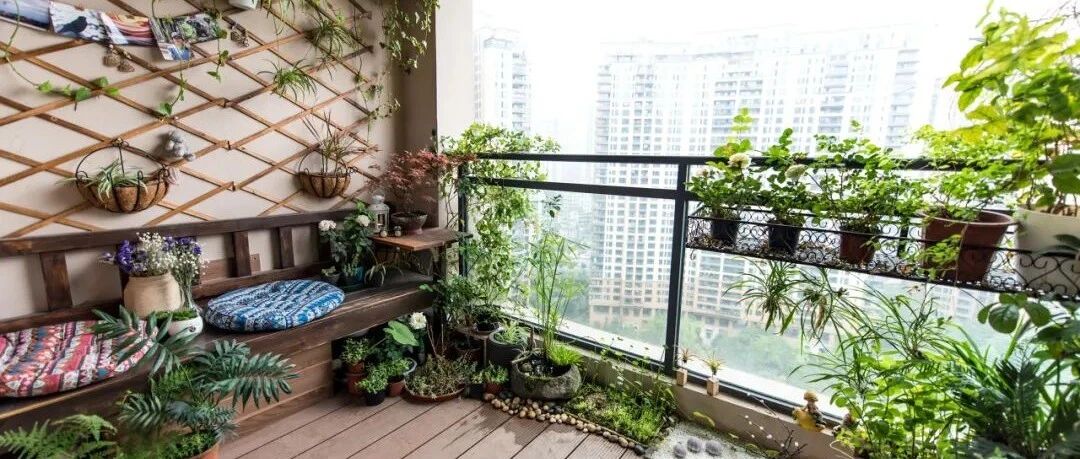 我用阳台1㎡造菜园！红了番茄，绿了青椒，现已实现小葱自由！