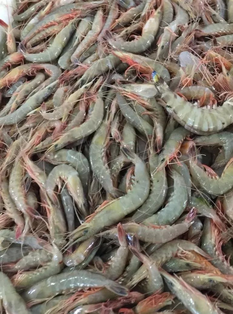 我的家乡是在东海上的一个小岛,岛上盛产各种野生海虾,常见的有条虾