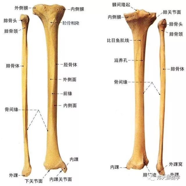 触诊 胫骨和腓骨 自由微信 Freewechat