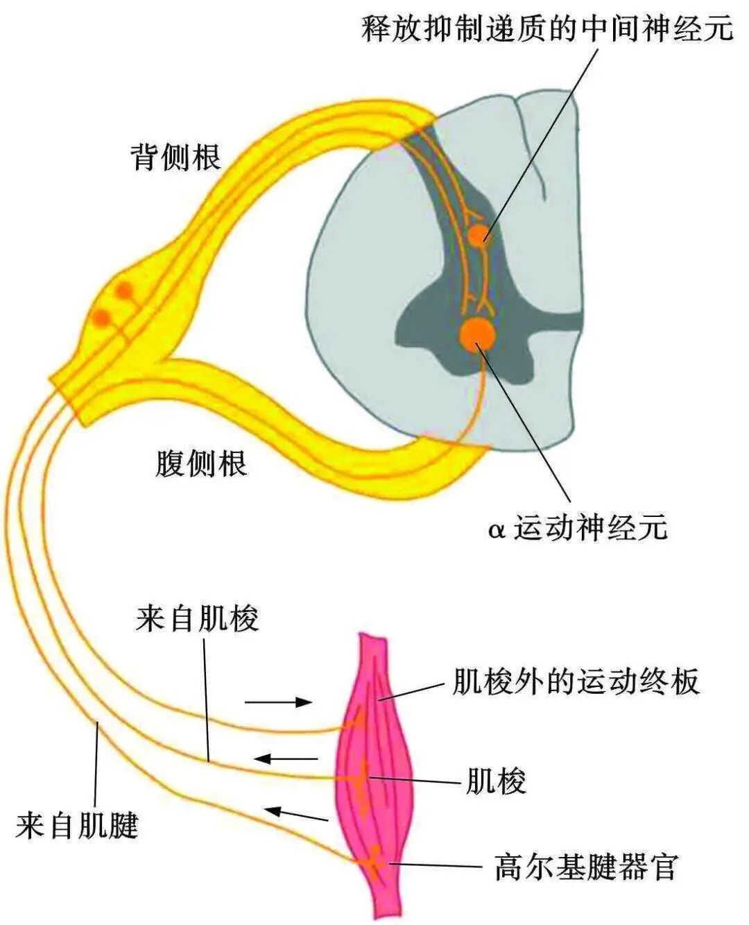 枕后4条神经：枕大、枕小、枕下及第三枕神经