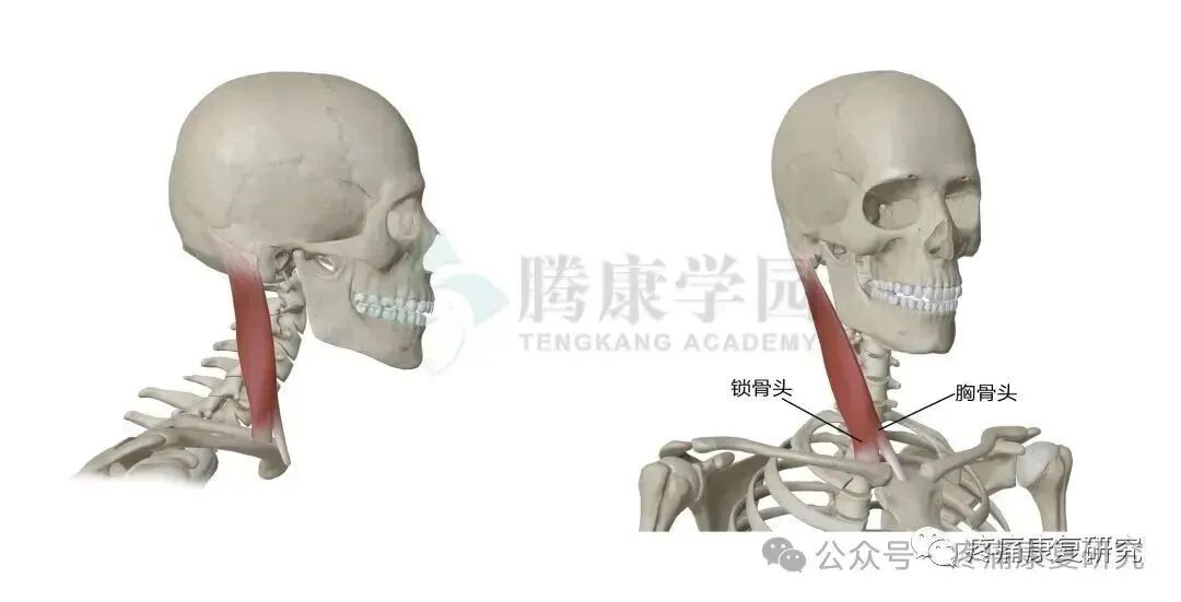 枕后4条神经：枕大、枕小、枕下及第三枕神经
