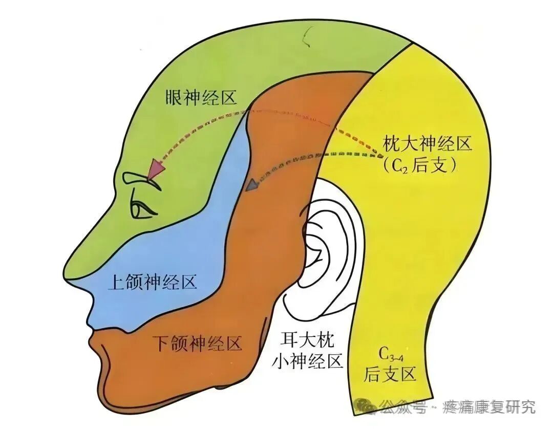 枕后4条神经：枕大、枕小、枕下及第三枕神经