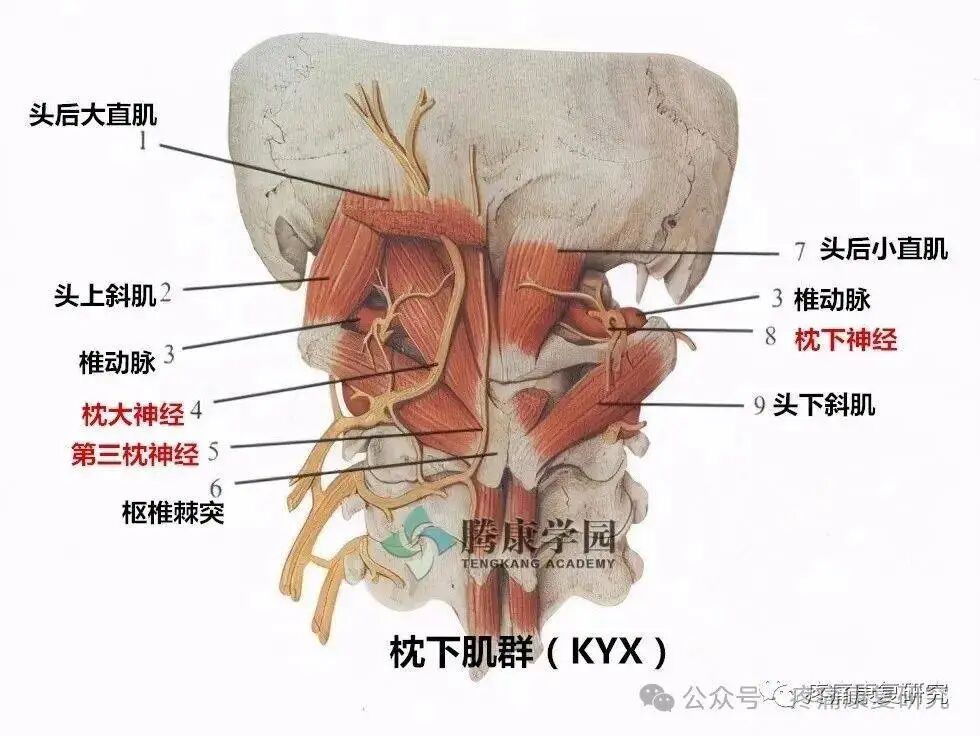 枕后4条神经：枕大、枕小、枕下及第三枕神经