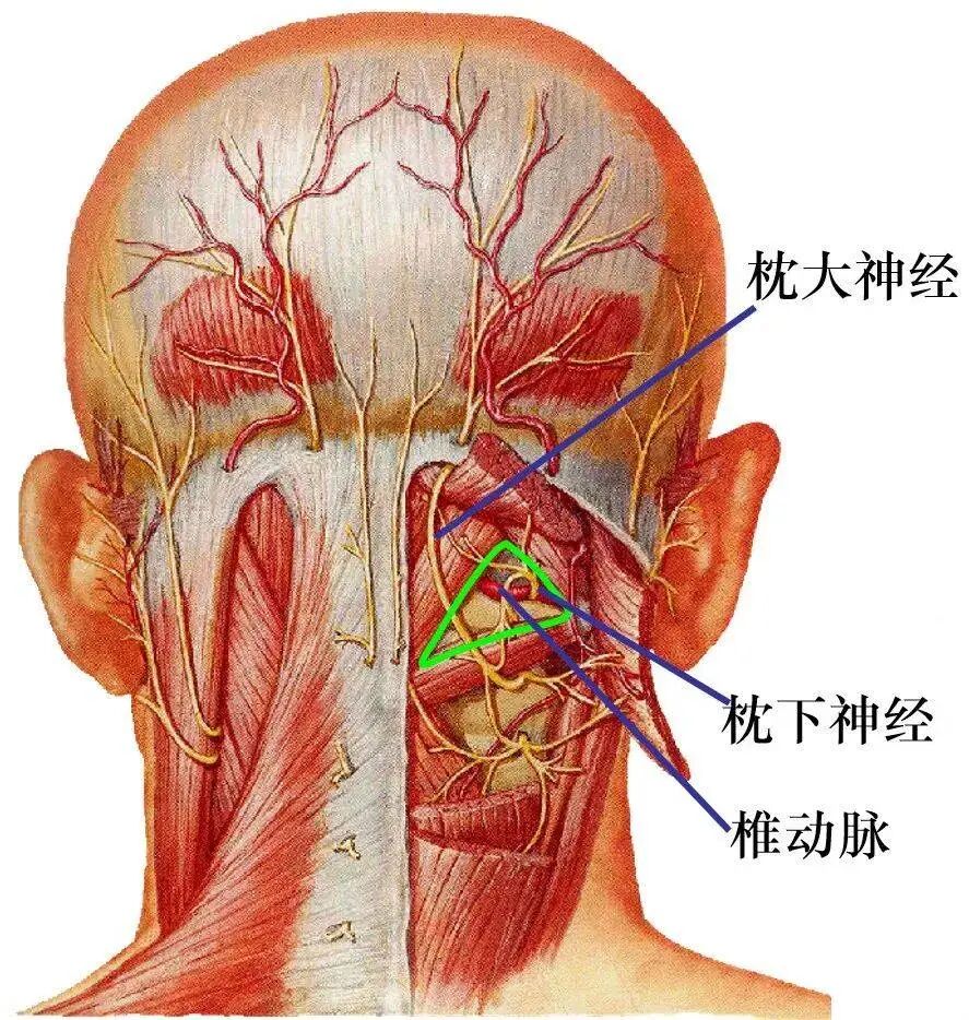 枕后4条神经：枕大、枕小、枕下及第三枕神经