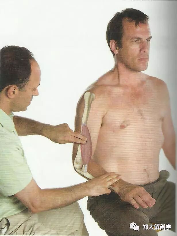 喙肱肌_肱二头肌和肱肌_肱桡肌