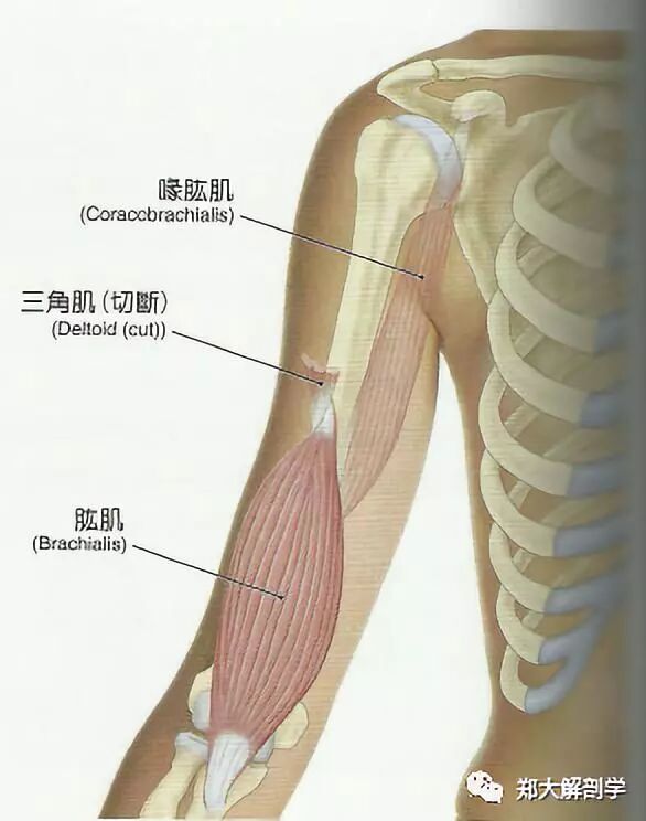 喙肱肌_肱二头肌和肱肌_肱桡肌
