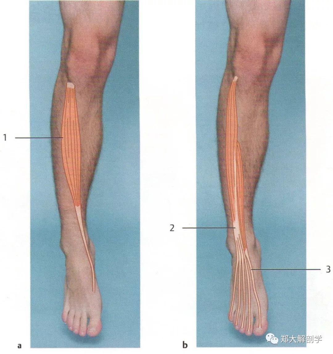 踝关节和足趾关节肌肉失衡 郑大解剖学 微信公众号文章阅读 Wemp