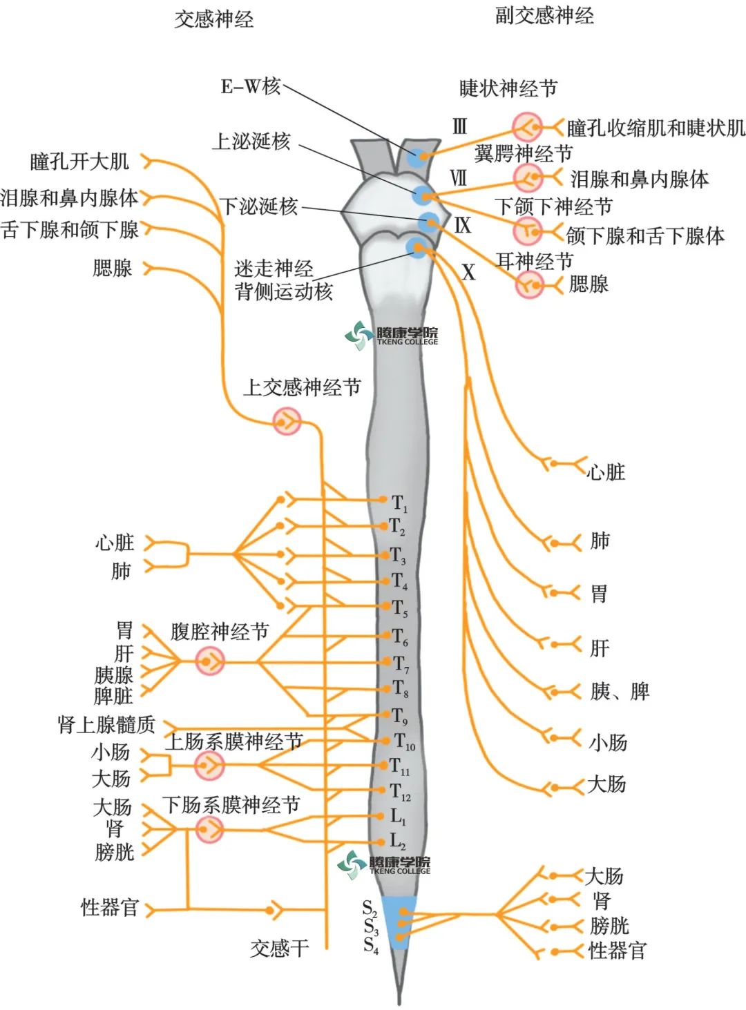 痛的病因Ⅰ