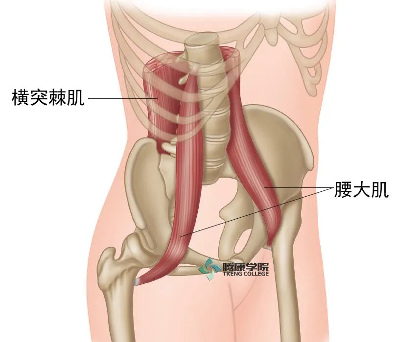 腰肌解剖 疼痛康复研究 微信公众号文章阅读 Wemp