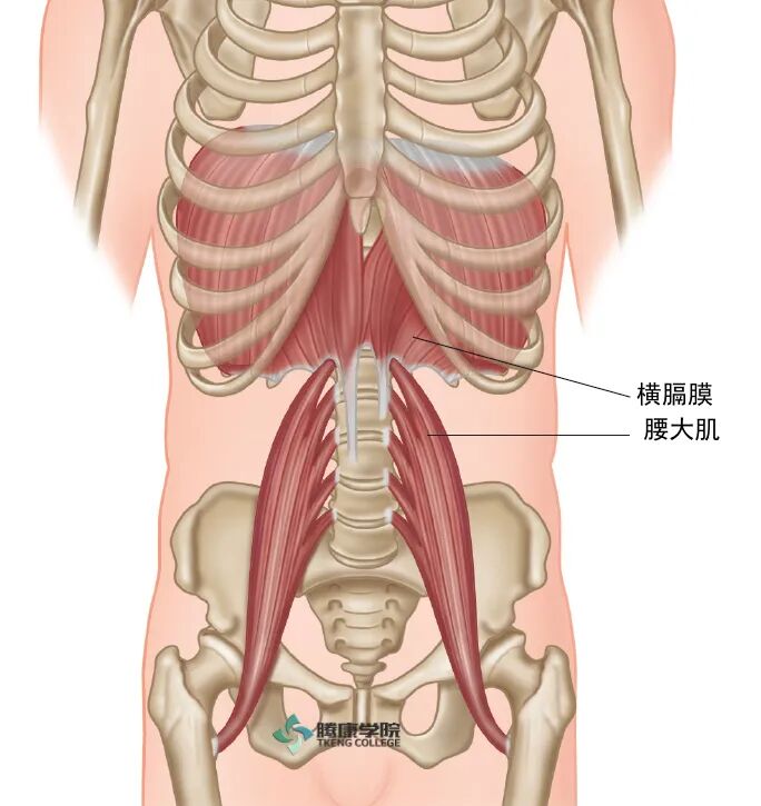 腰肌解剖 疼痛康复研究 微信公众号文章阅读 Wemp
