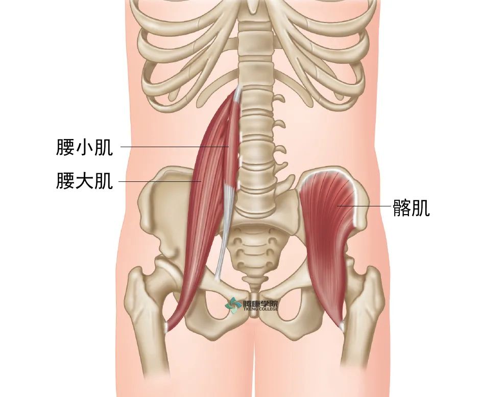 腰肌解剖 疼痛康复研究 微信公众号文章阅读 Wemp