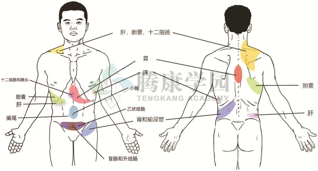 【内脏与疼痛】什么是内脏痛？
