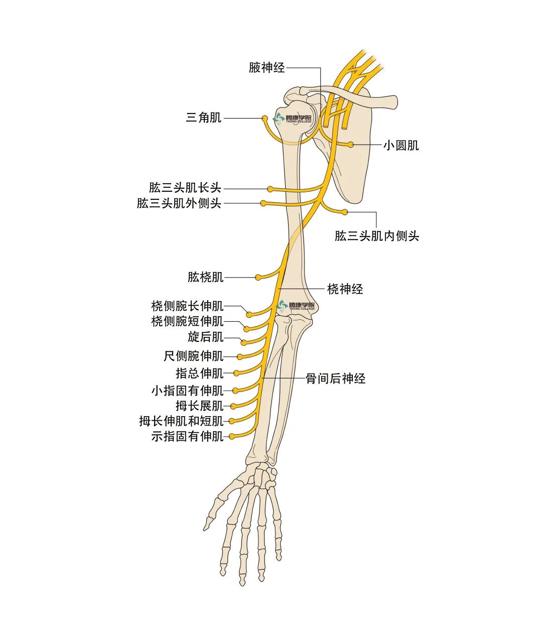 桡神经应用解剖 郑大解剖学 微信公众号文章阅读 Wemp