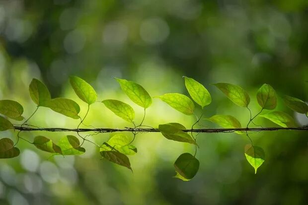 不忘初心方得始终什么意思_忘初心不忘的意思_初心を忘れず