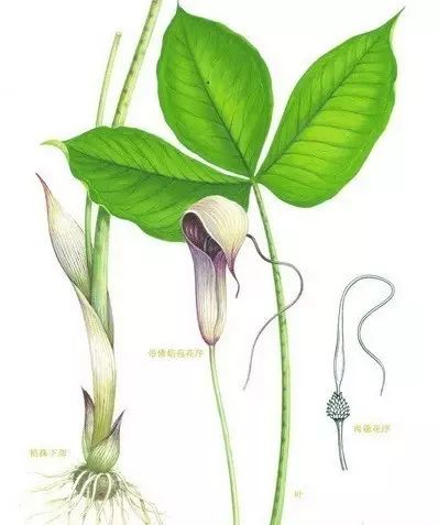 半夏毒性，知多少~
