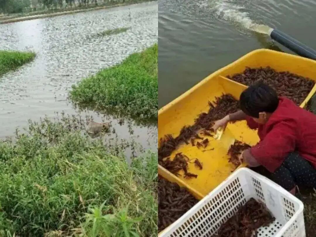 DG4000怎么用城市青商【长沙】｜ 0523：4000亿市场，小龙虾为什么还在火；比烂片更可怕的，是烂片重映_https://www.jmylbn.com_新闻资讯_第6张