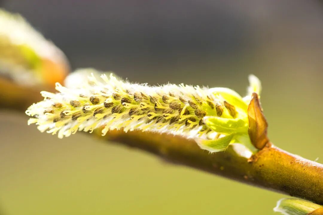 中医与芳疗女人，想要阳气吗？