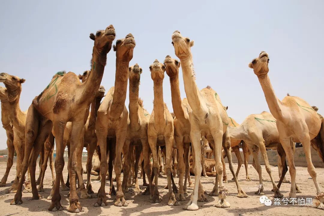 我愿努力成为你这一生的骄傲_索马里是哪个国家_努力成为更好的自己说说