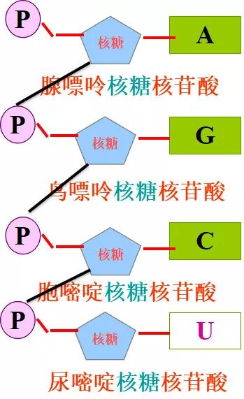 核糖核苷酸的結構核酸是一切生物的遺傳物質(網絡配圖 侵刪)脫氧