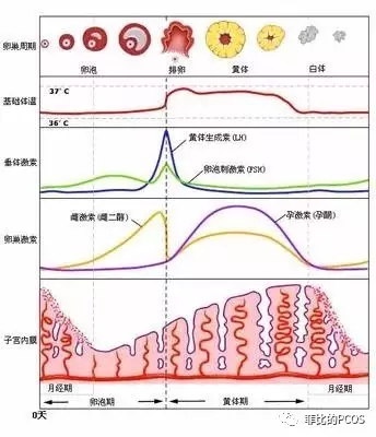 什么是排卵期出血 和多囊有关系吗 菲比的pcos