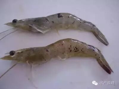 对虾体表黑斑的原因及处理建议