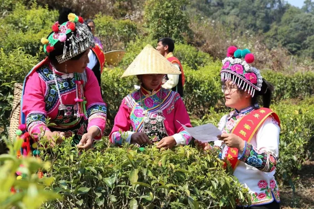 近年来,普洱市景东彝族自治县安定镇青云村积极打造"清廉村居"示范