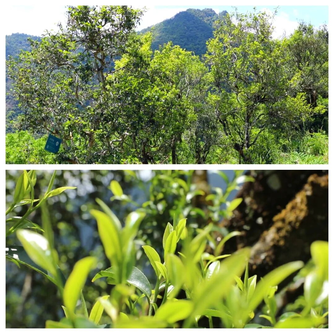 普洱景东:争春! 听无量山"茶树围地埂"物语