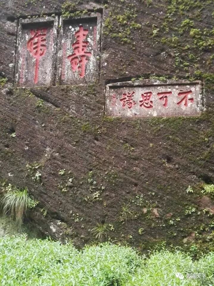 水金龟_金龟水溶肥绿元素是什么_金龟水溶肥