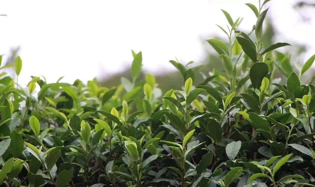 金龟水溶肥_金龟水溶肥绿元素是什么_水金龟