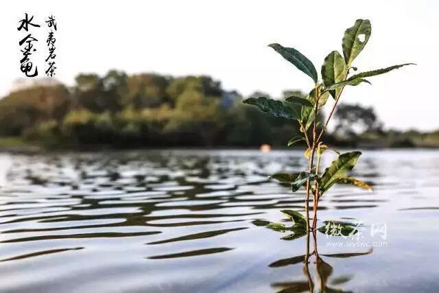 水金龟_金龟水溶肥_金龟水溶肥绿元素是什么