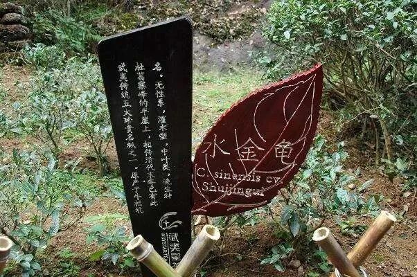 金龟水溶肥_水金龟_金龟水溶肥绿元素是什么