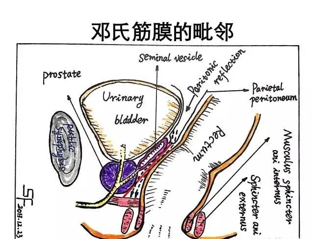 男性称为「直肠前列腺筋膜」,女性叫做「直肠阴道筋膜」