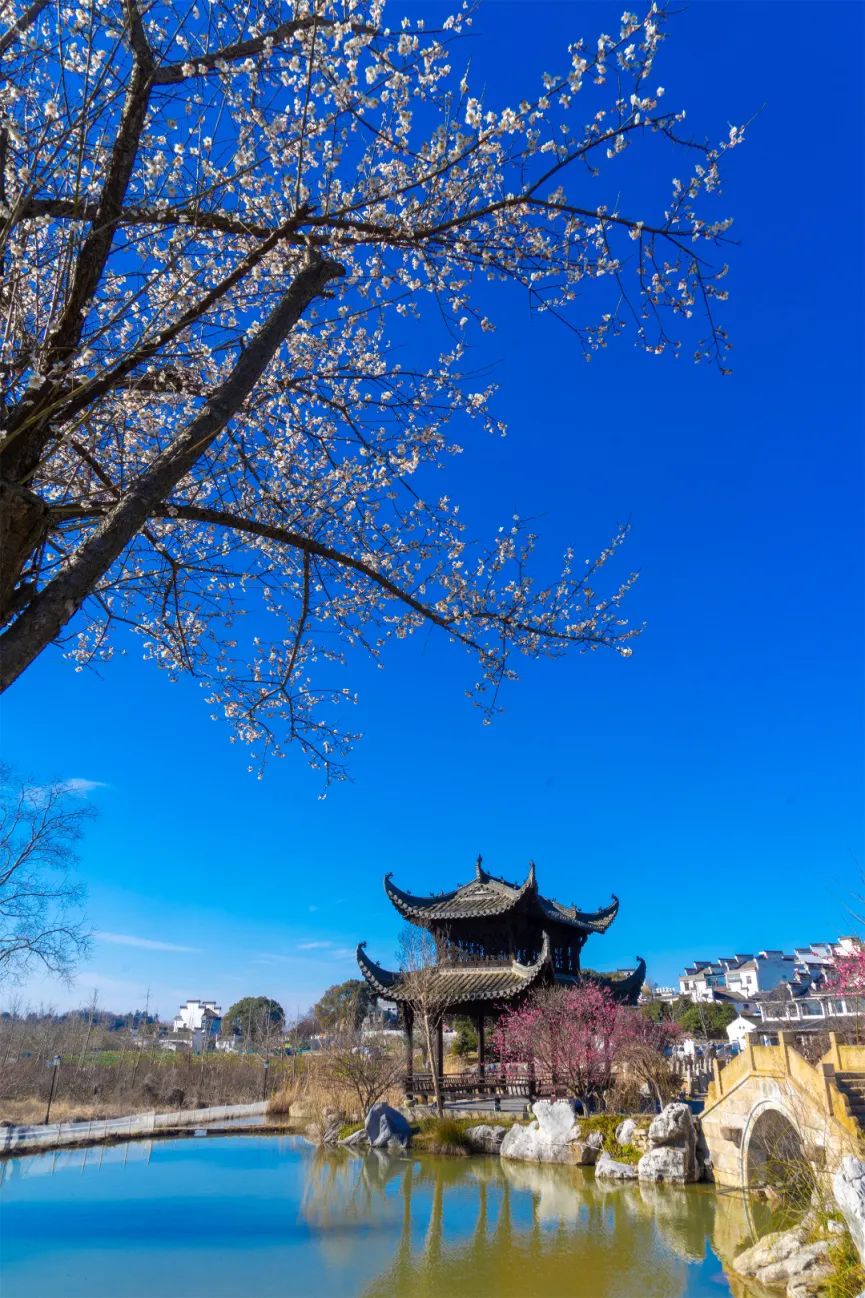 超级出片赏梅花采草莓整个溧水都甜了