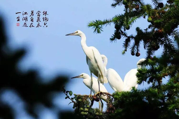 夏日来幸庄 看白鹭舞姿蹁跹 感受无想意境悠远 溧水在线 微信公众号文章阅读 Wemp