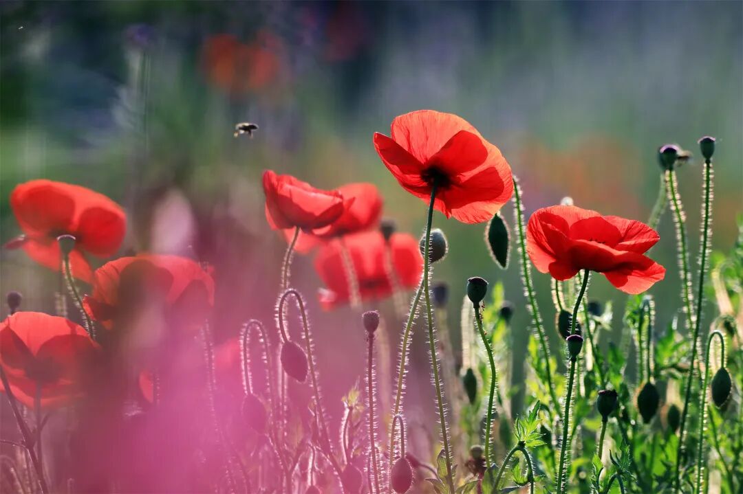 有山有水有花 从这里一路向西 饱览六月秀美 新华报业网