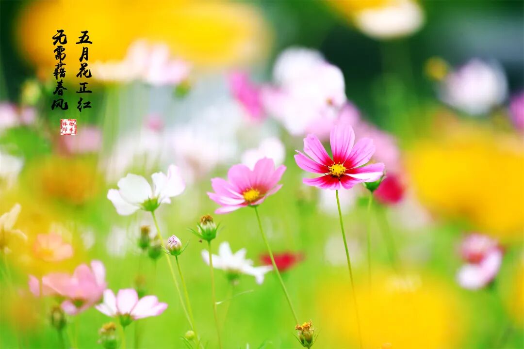 有山有水有花 从这里一路向西 饱览六月秀美 新华报业网