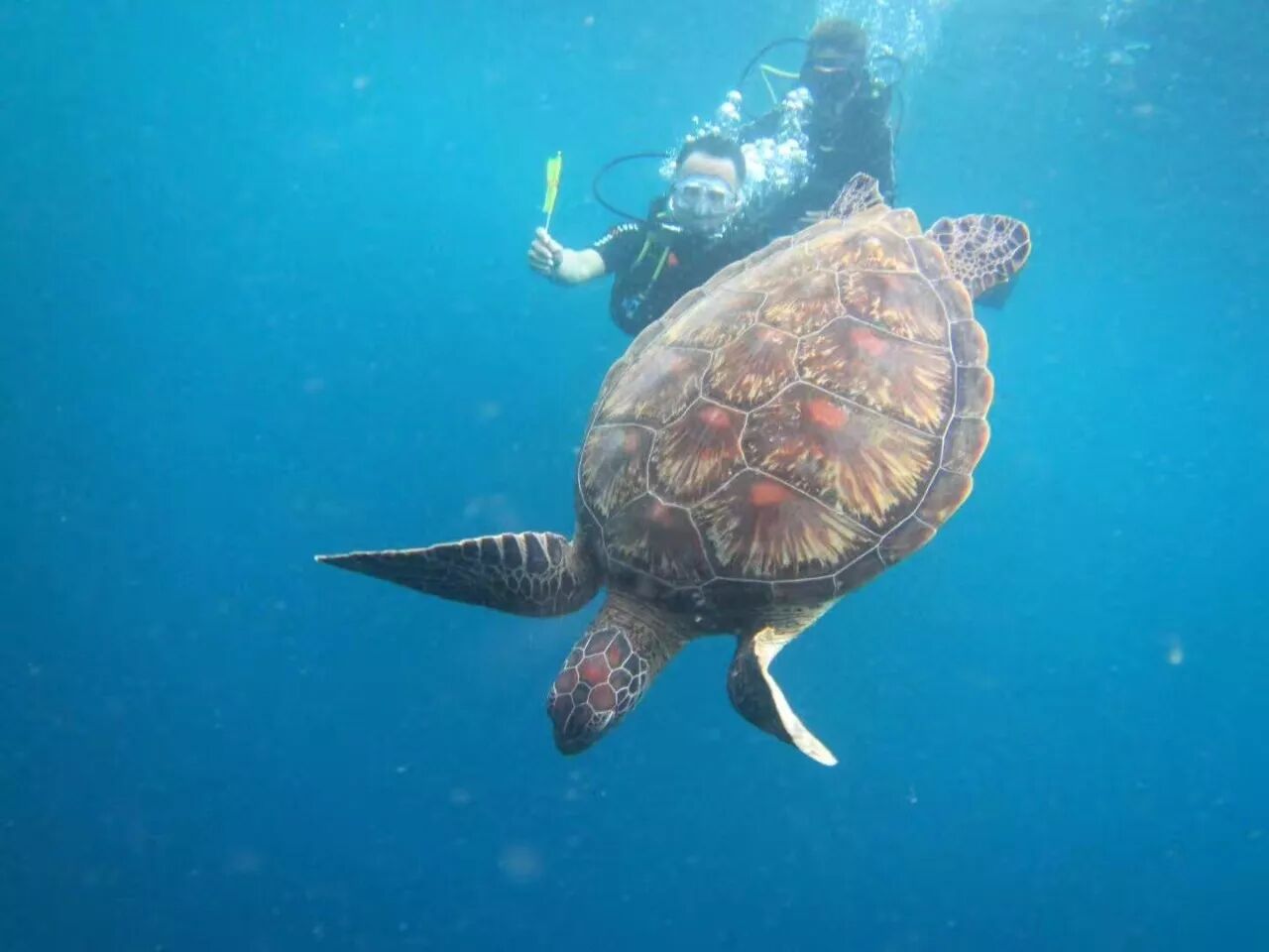 跳进美娜多的海底世界避寒,点开送你一个免费名额!