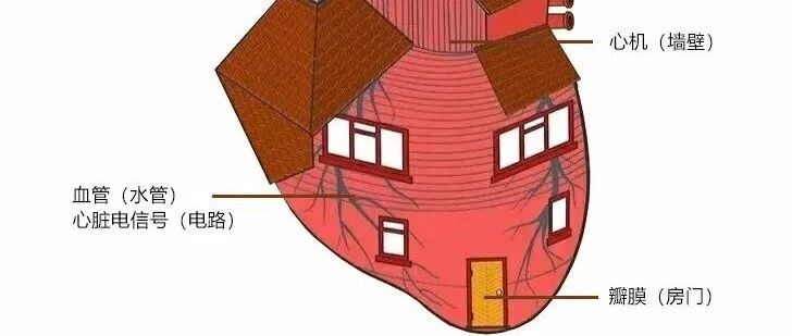 早读 | 心电图、心脏彩超、心脏冠脉造影的区别，这么解释一看就懂！