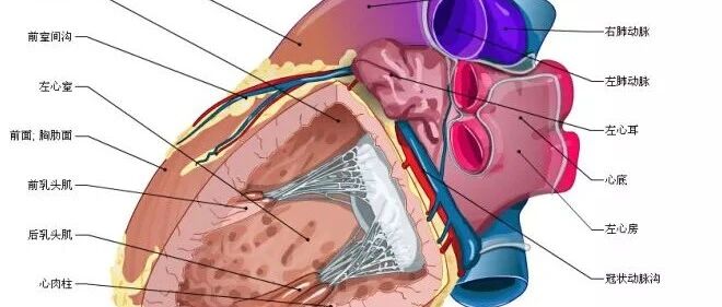 早读 | 高清心脏解剖图谱，这个必须收藏起来！