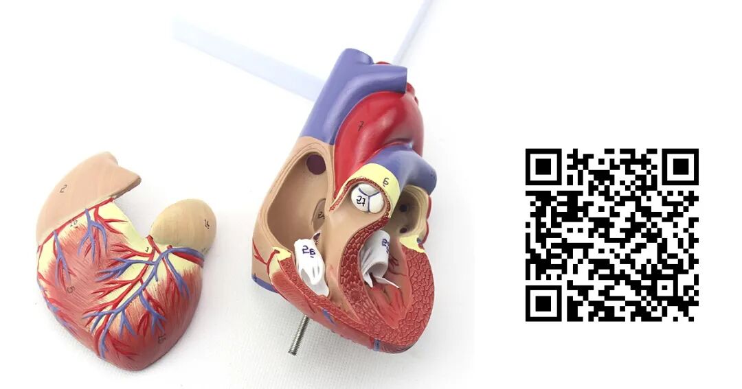 床旁心电图怎么做预售 ｜ 床旁临时心脏起搏手册，手把手教会起搏技术！_https://www.jmylbn.com_新闻资讯_第49张